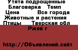 Утята подрощенные “Благоварка“,“Темп“ › Цена ­ 100 - Все города Животные и растения » Птицы   . Тверская обл.,Ржев г.